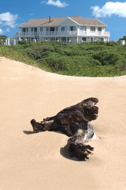 a statue of a dog laying on the beach at The Beach House in Port Alfred