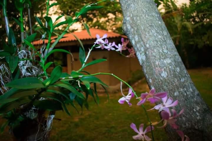 a group of flowers sitting next to a tree at Selnara Private Luxury Villa and Ayurveda Spa in Bentota