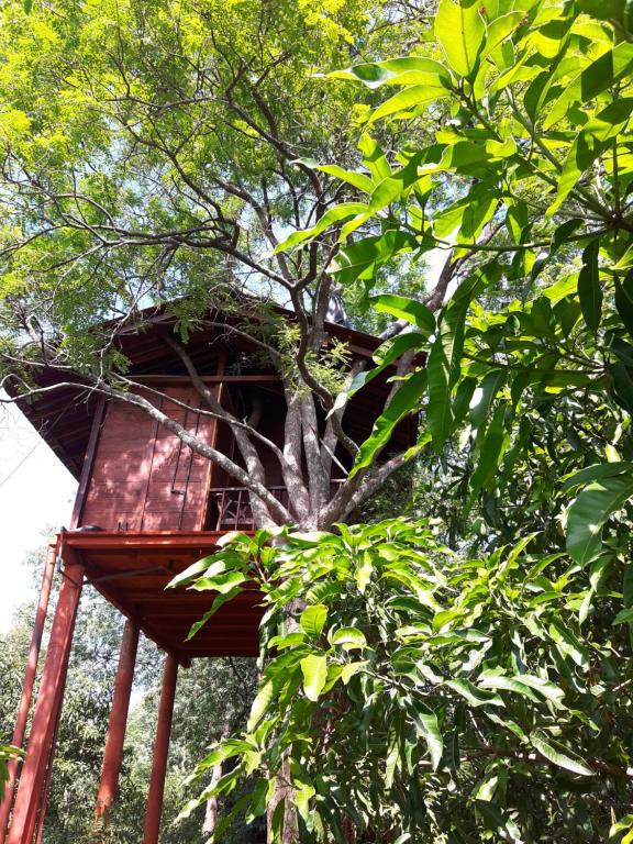 Zahrada ubytování Dambulla Tree House