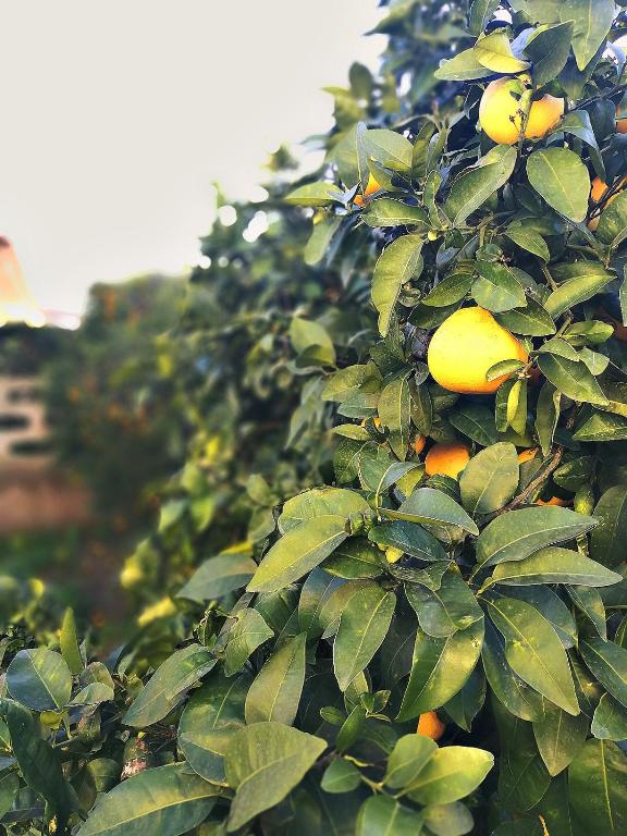 Ogród w obiekcie A casa di Iole