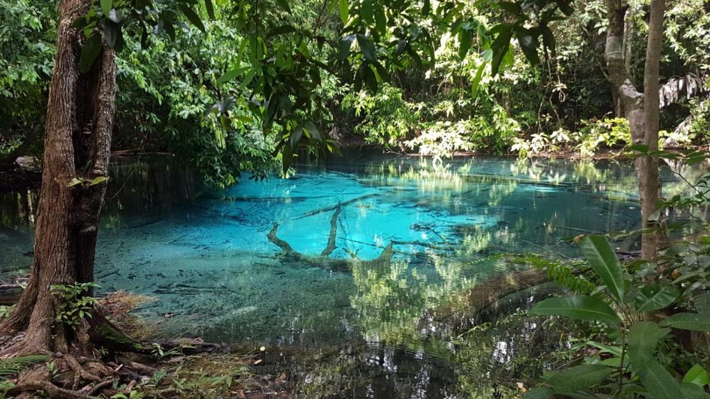 Meechok organic home - 6