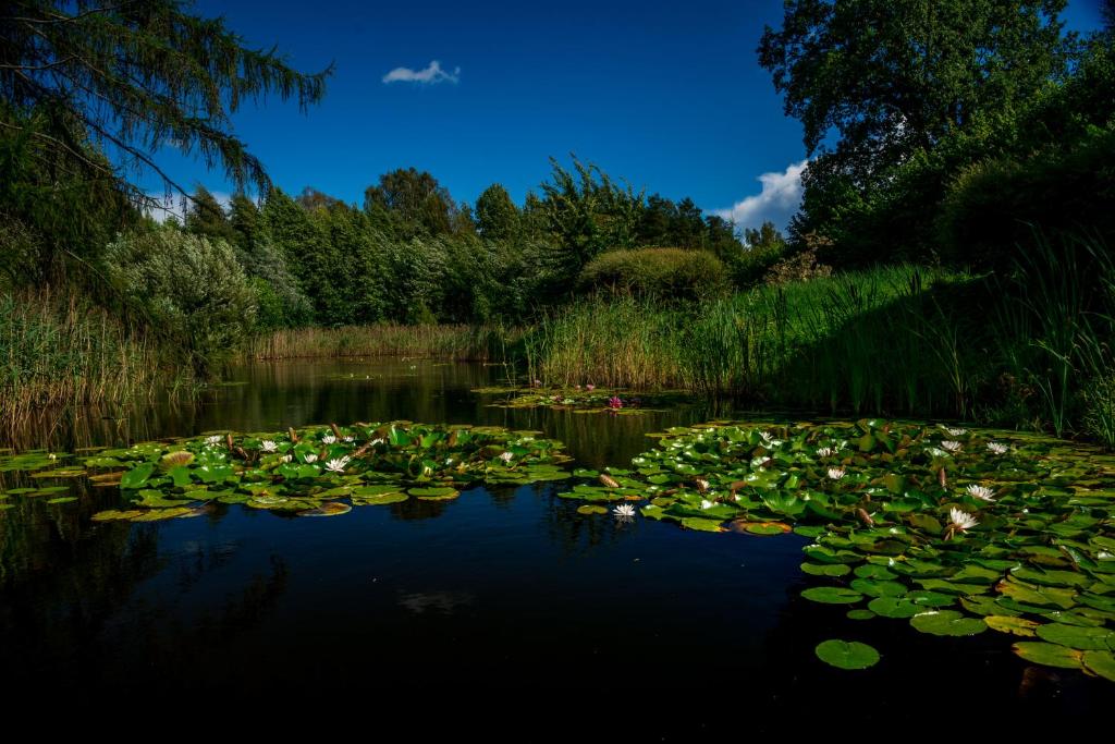 einen Teich mit Seerosenblättern auf dem Wasser in der Unterkunft Idilliska Latgaliešu lauku māja ar melno pirti in Aglona