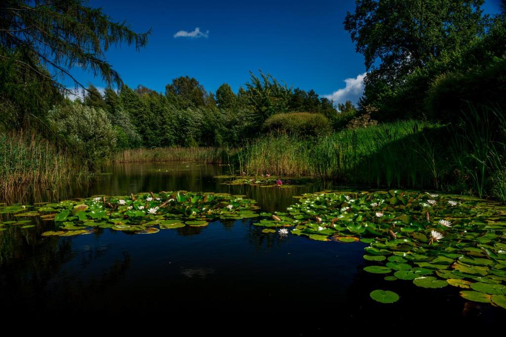 a pond with lily pads on the water at Idilliska Latgaliešu lauku māja ar melno pirti in Aglona