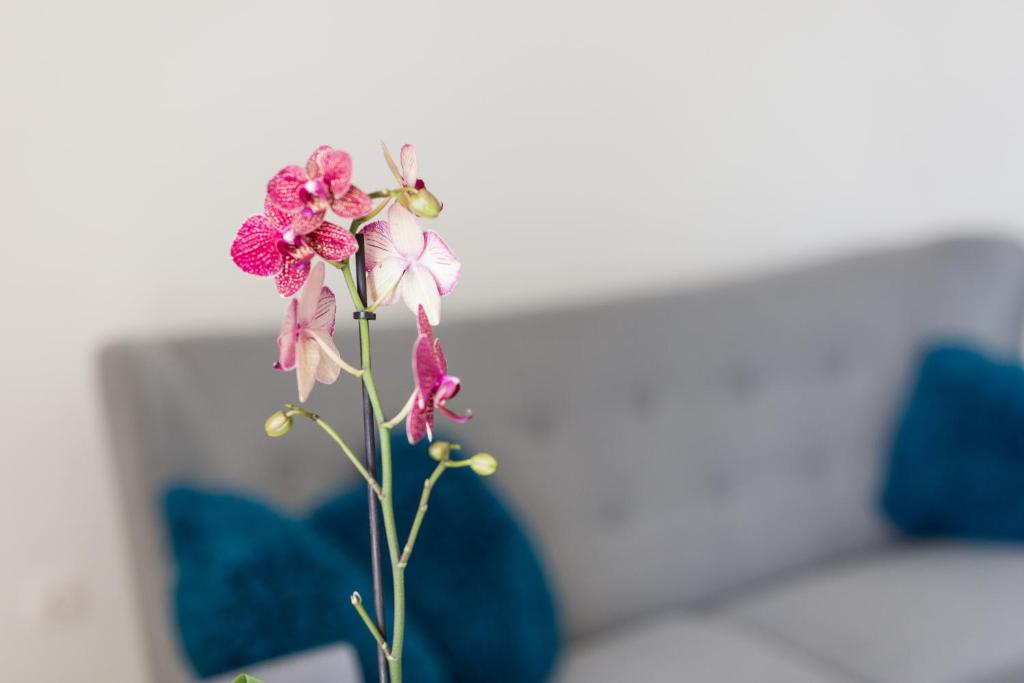 Captain Emo City Apartments - 4