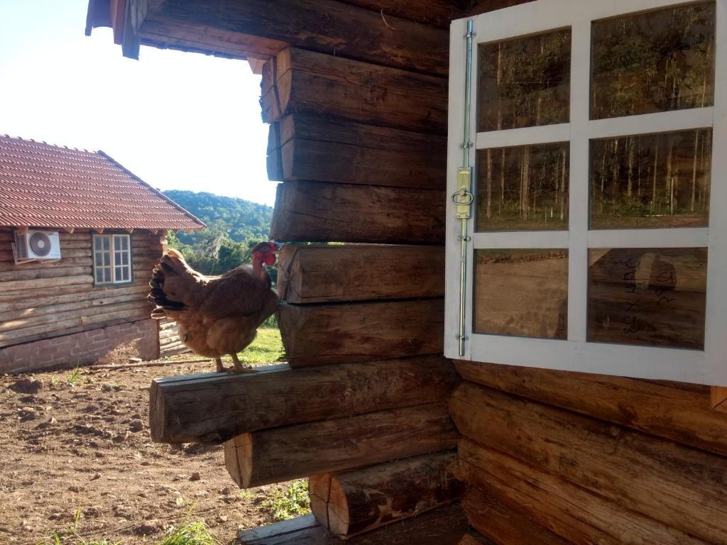 Zvířata v chaty nebo okolí