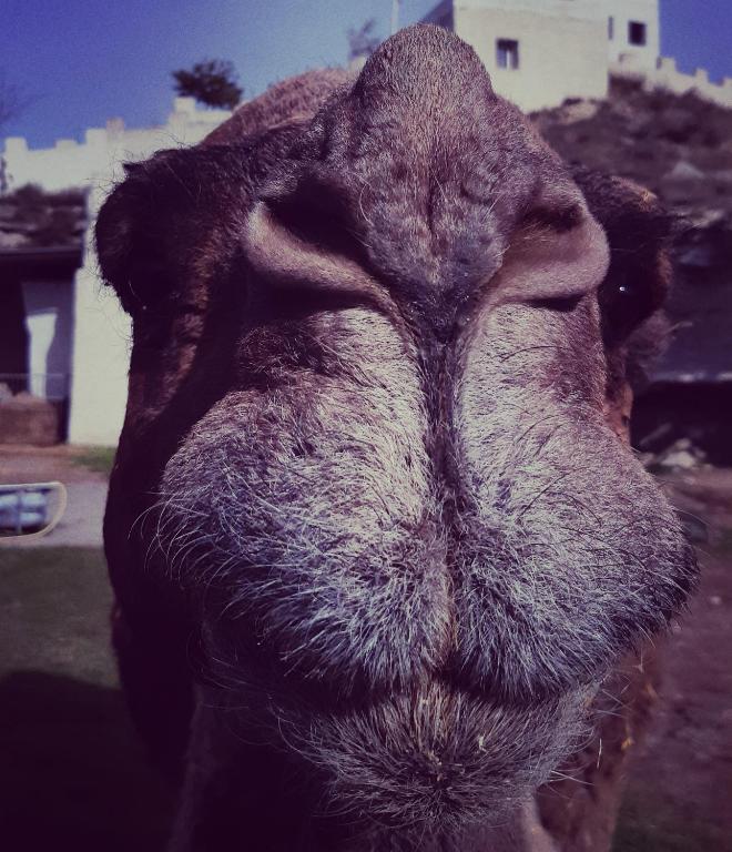 Animales en el hotel o alrededores