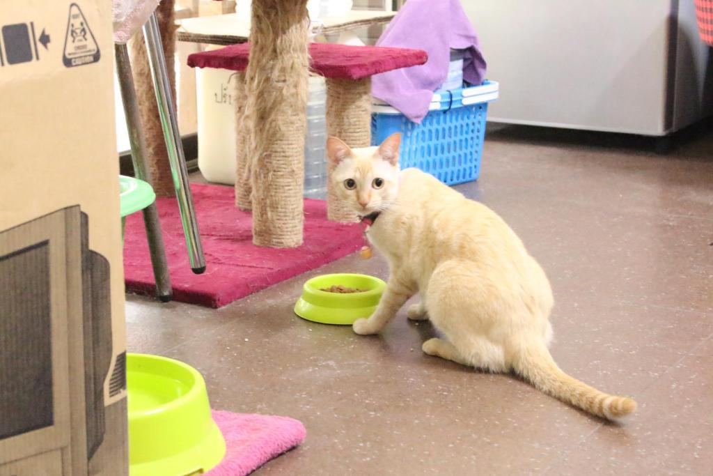 Varada Place - Resim 33