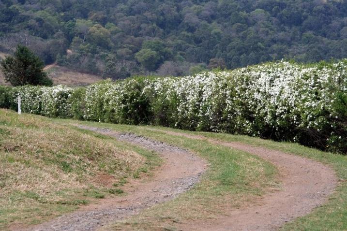 a dirt road in front of a field of white flowers at Rugare Sweet Dreams Holiday Cottage in Curryʼs Post