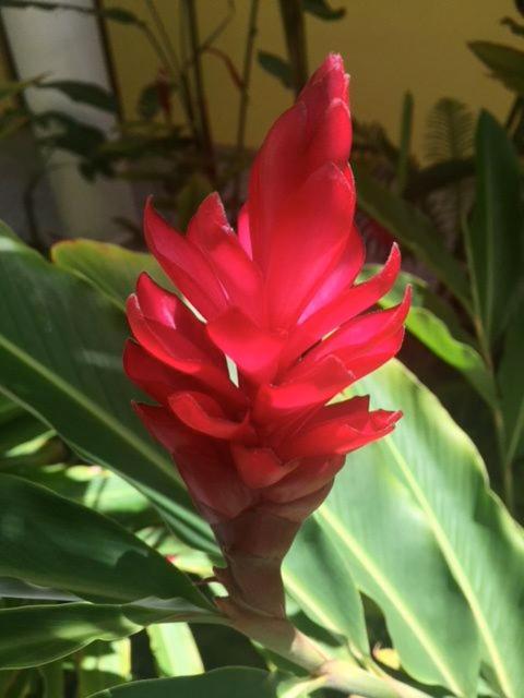  Apartamentos Araraquara