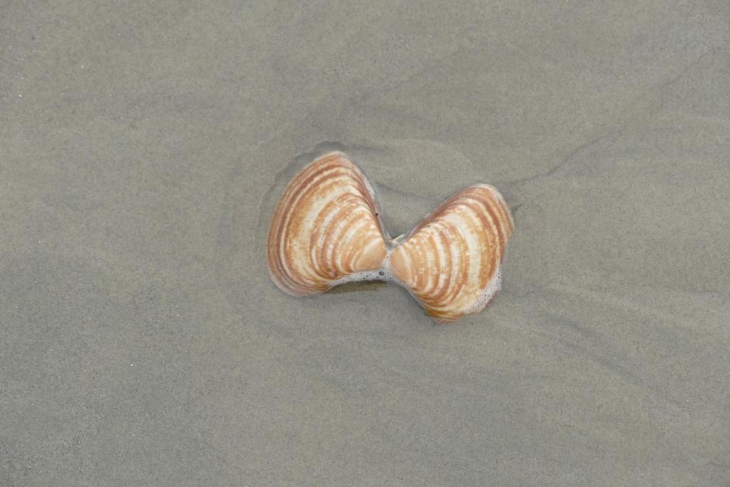  Apartamentos Araraquara