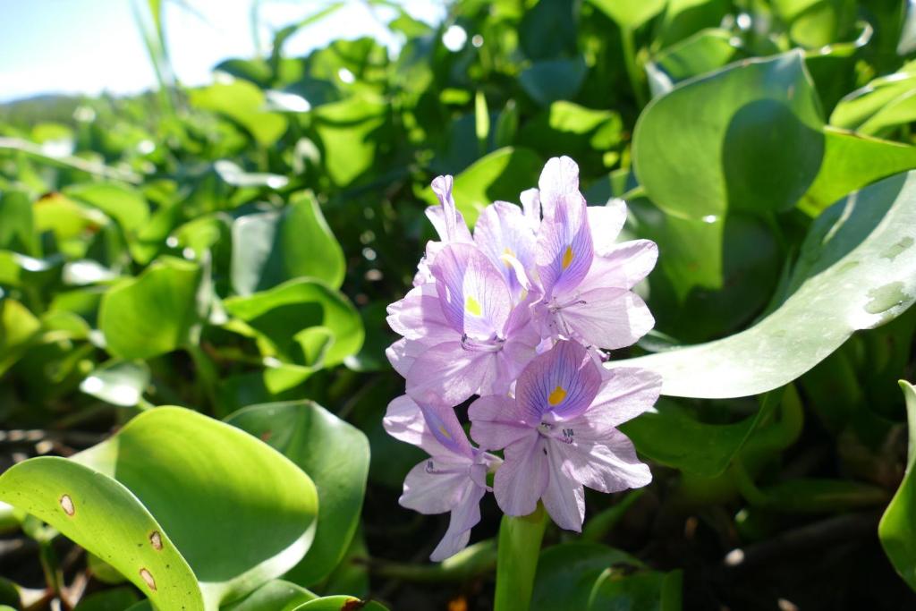  Apartamentos Araraquara
