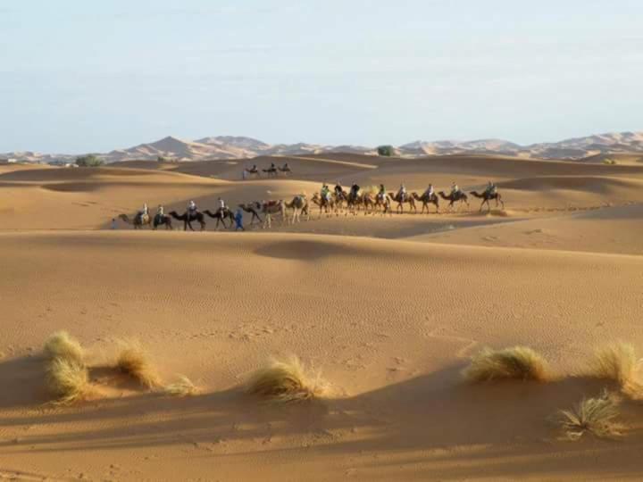 Altri animali domestici presso il campeggio di lusso o nei dintorni
