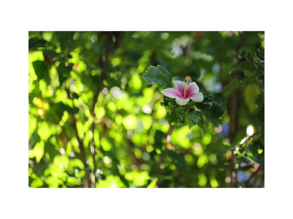 Zahrada ubytování In Da Garden