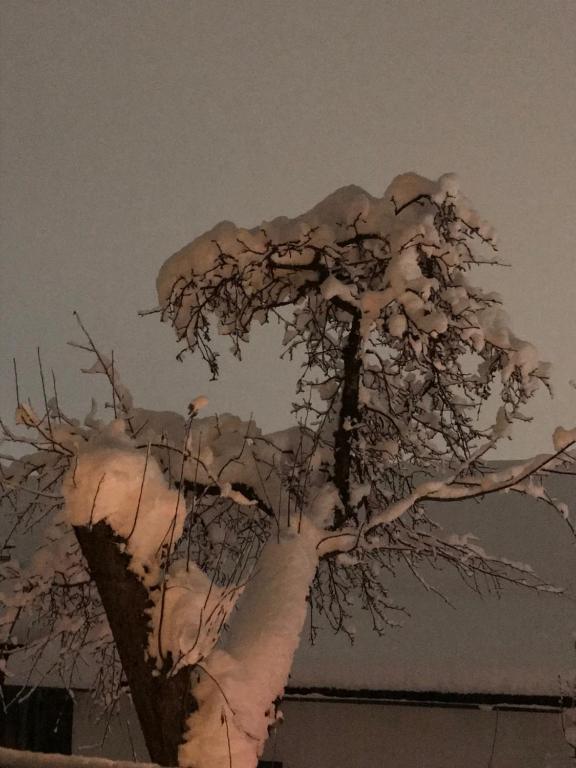 un árbol está cubierto de nieve en Apartment Renate, en Fügen