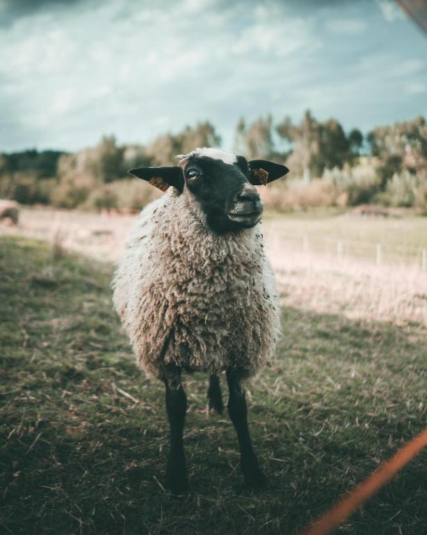 Zvířata v venkovského domu nebo okolí