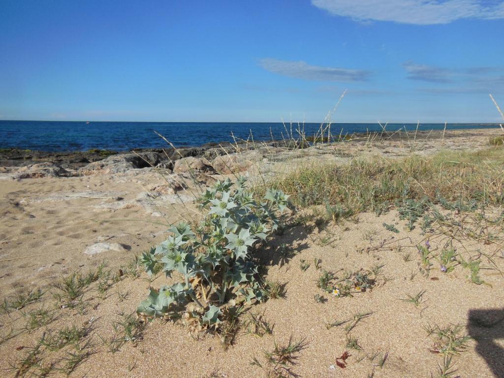 a plant in the sand on the beach at Residence Club Barbara in Ostuni