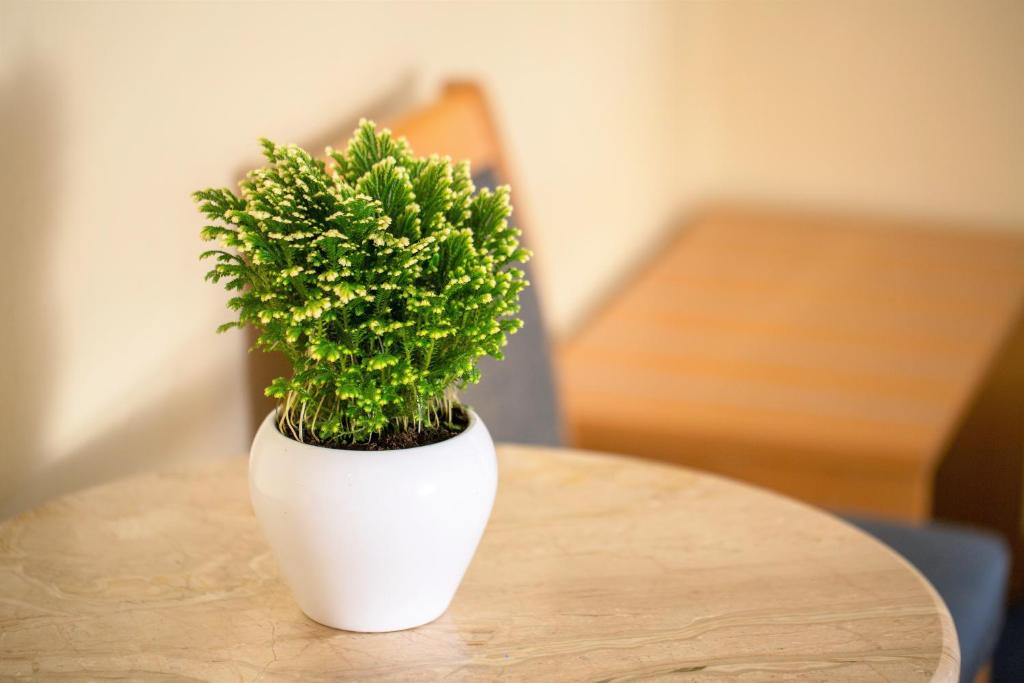 Telioni Hotel - Resim 31