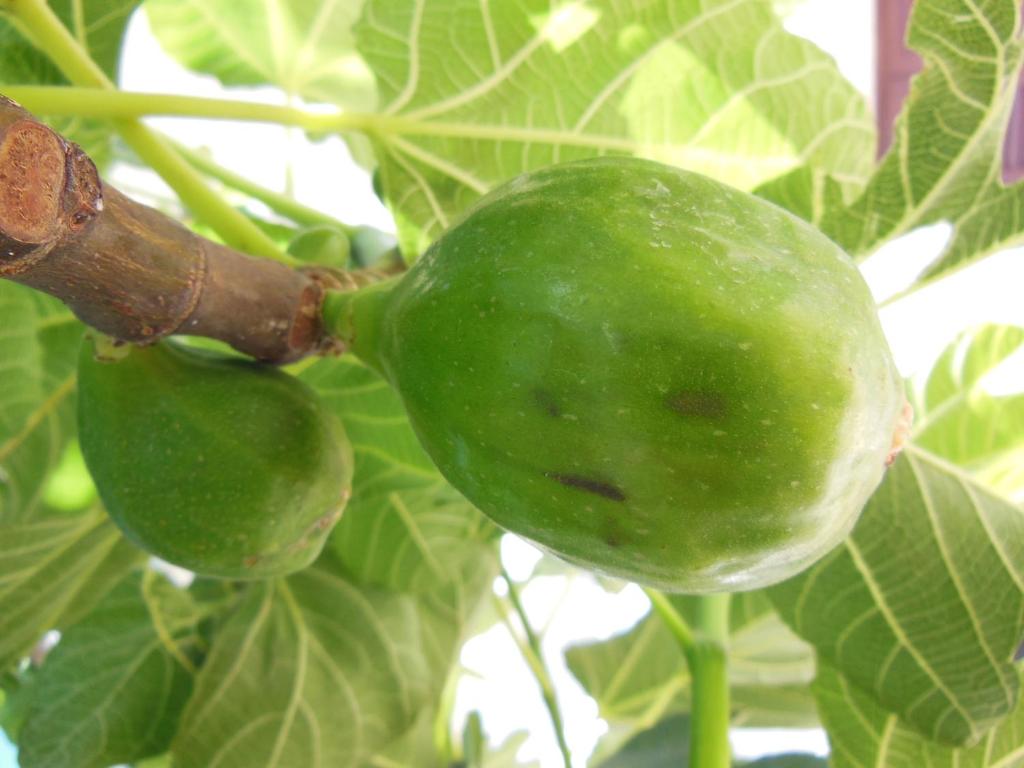 a green pepper hanging from a tree branch at Residence Club Barbara in Ostuni