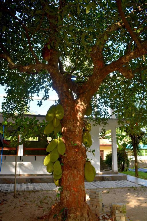 Zahrada ubytování Gatetrees resort