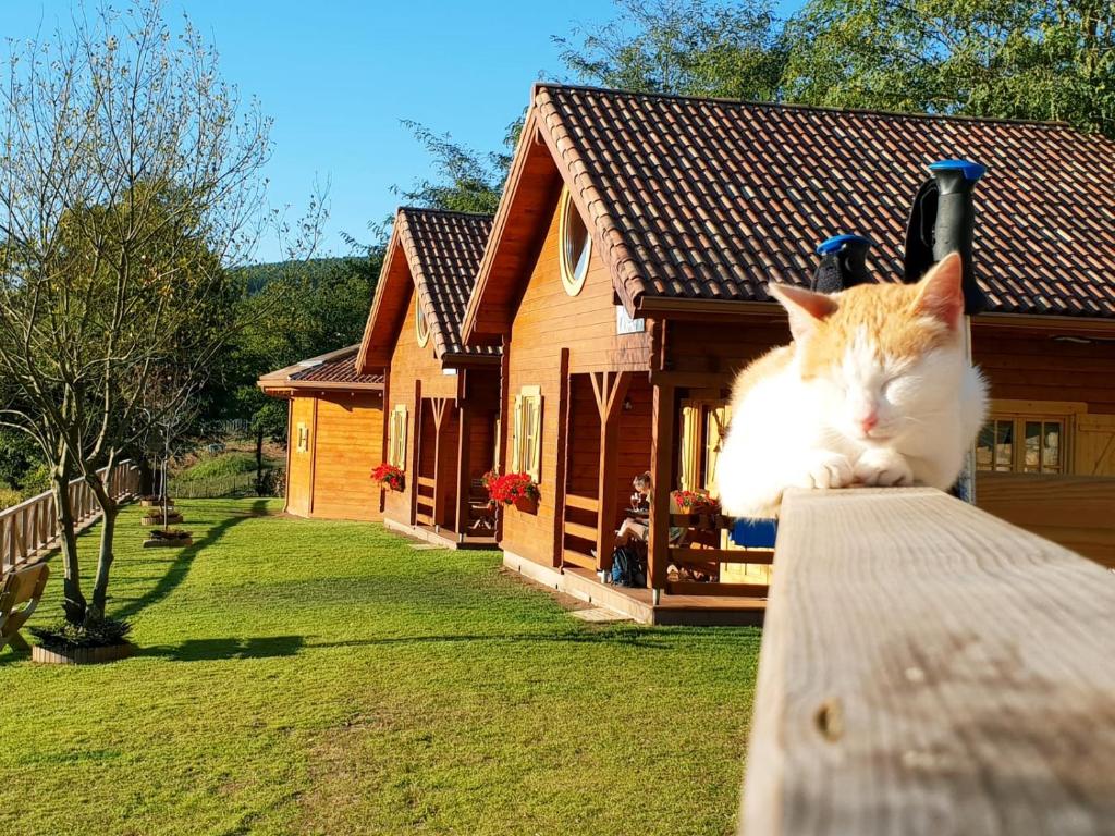 an orange and white cat laying on a table in front of a house at Cabanas da Ría in Lires