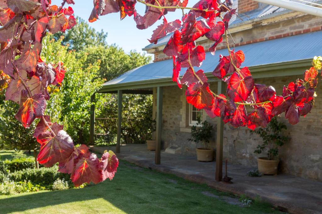 a bunch of red leaves on a tree in front of a house at Grand Cru Estate Homestead in Springton