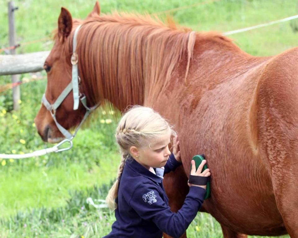 Dyr på feriegården eller i nærheden