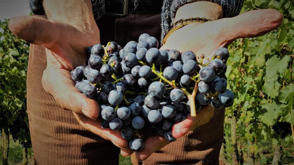 Kép Agriturismo La Guarda szállásáról Picedóban a galériában