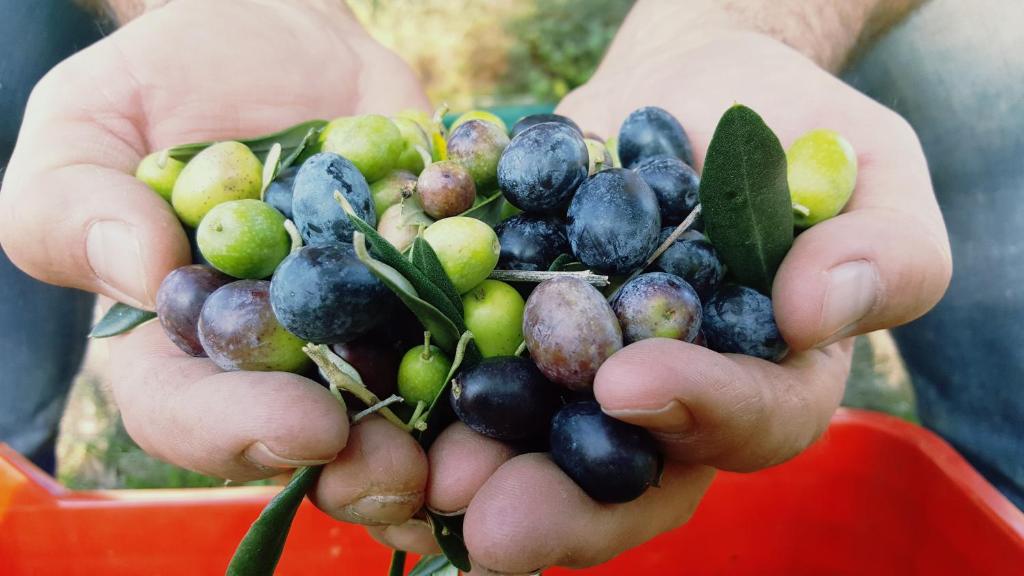 Kép Agriturismo La Guarda szállásáról Picedóban a galériában