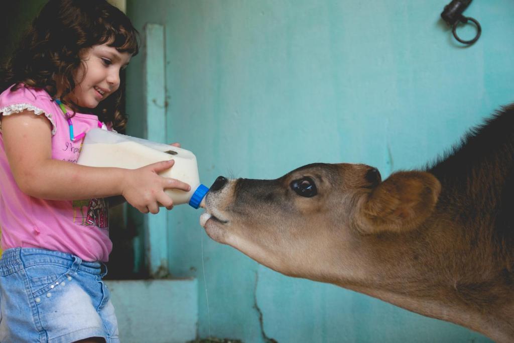 a little girl feeding a calf from a bottle at Lagoa Seca Hotel Rural in São Lourenço