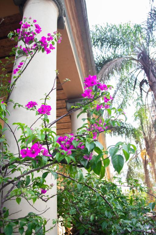 un ramo de flores rosas en un edificio en Asuncion Palace, en Asunción