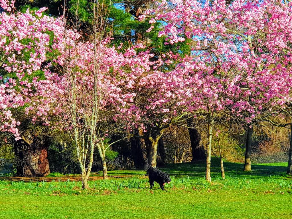 Aspen Lodge Motel - Resim 24