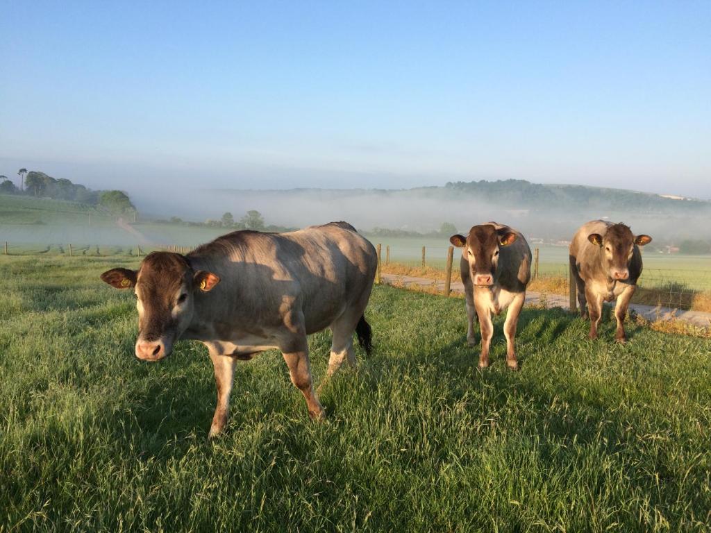 three cows standing in a field of grass at South Downs Rural Retreats in Worthing