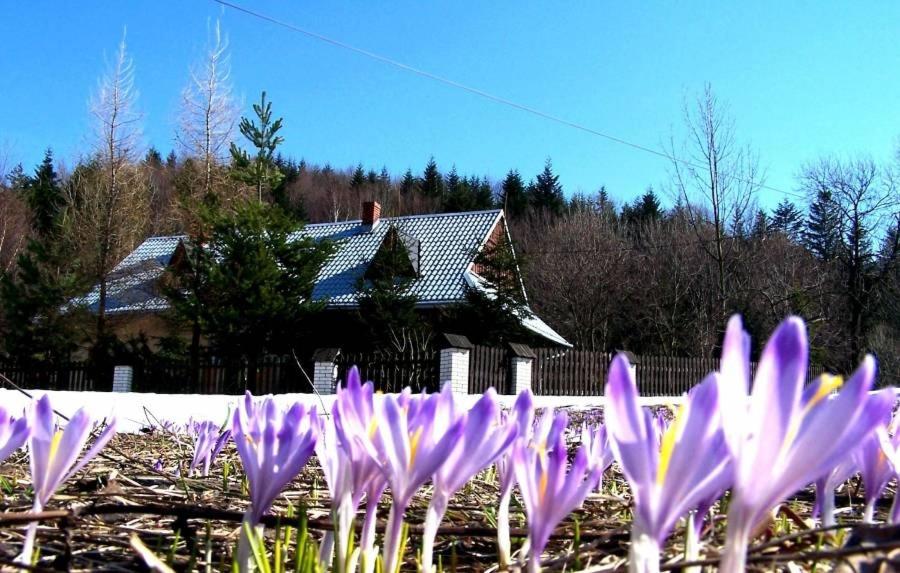 un grupo de flores púrpuras frente a una casa en Góralska Czarcia Chata pod Jałowcem, en Stryszawa