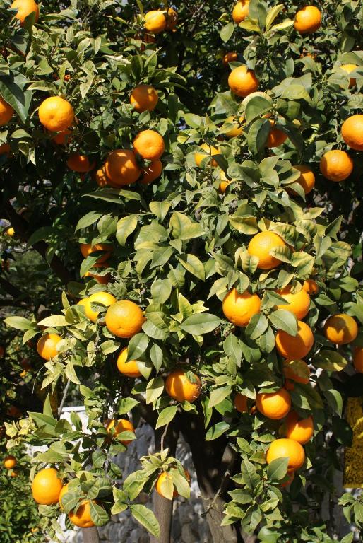 Fotografia z galérie ubytovania Three oranges v destinácii Trsteno