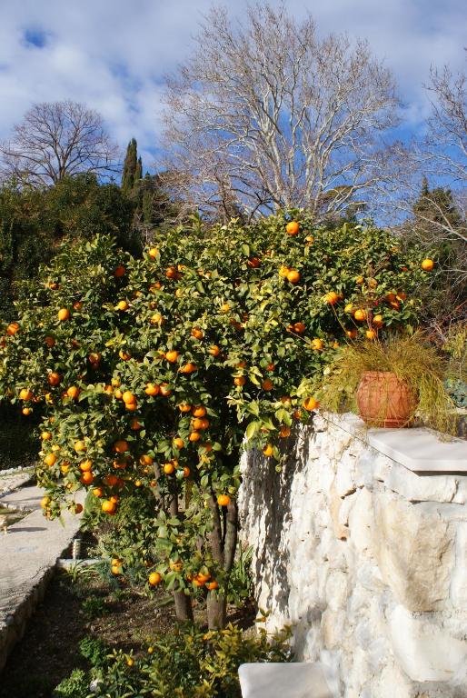 Vonkajšia záhrada v ubytovaní Three oranges