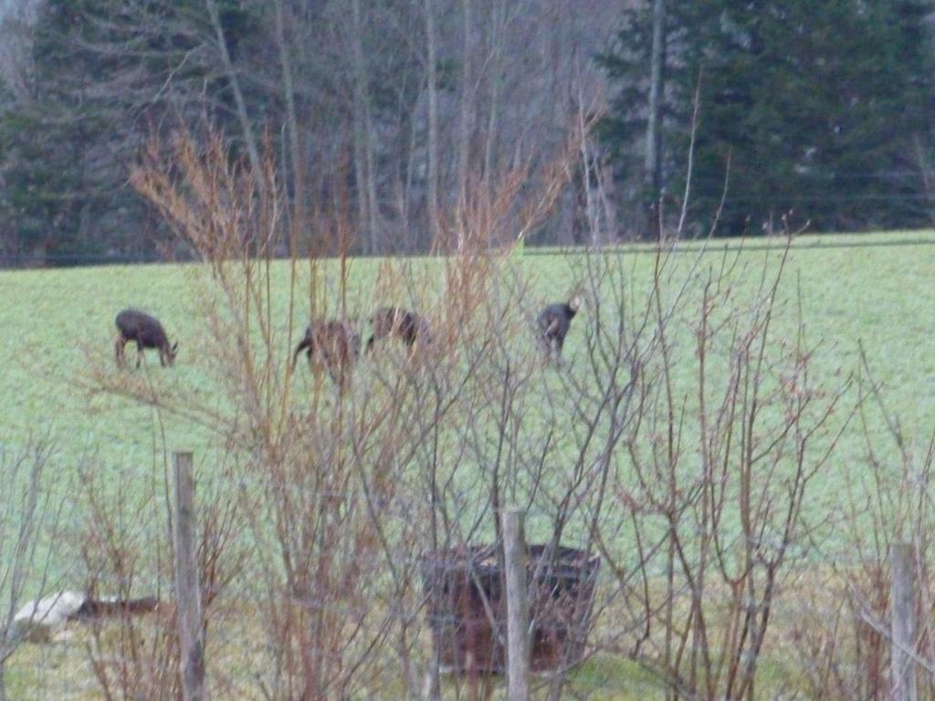 a group of animals grazing in a field at Gîte des Gorges du Bruyant in Saint-Nizier-du-Moucherotte