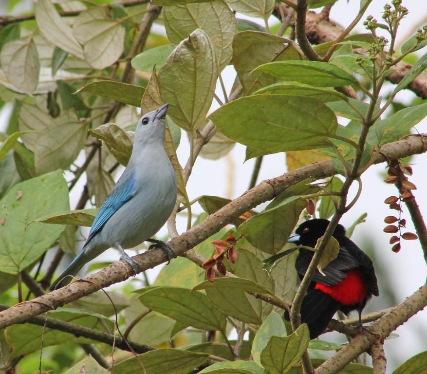 Gallery image of Cabañas La Pradera in Monteverde Costa Rica