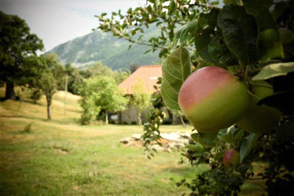 una mela appesa ad un albero in un campo di Ca-Jo Bed and Breakfast a Garessio