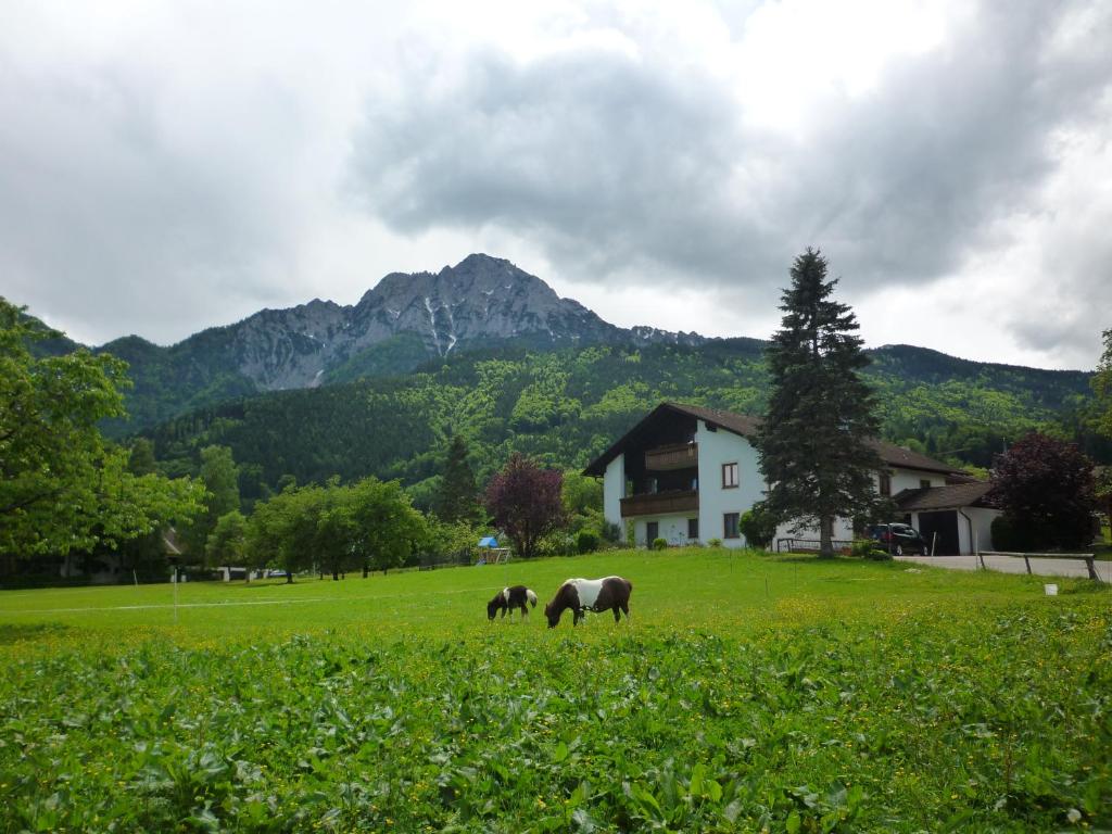 two horses grazing in a field in front of a mountain at Gästehaus Binder in Anger