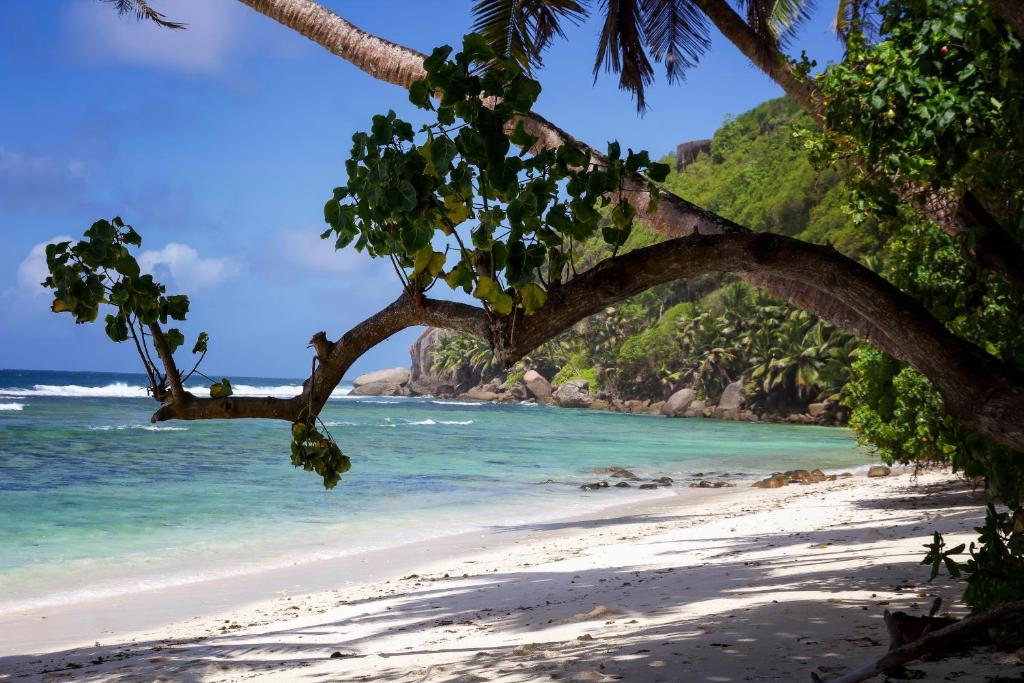 Una playa en las Filipinas con un árbol. en Surfers Beach Self Catering Chalets, en Takamaka