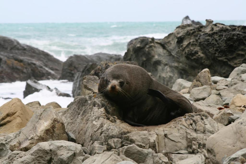 Bella Vista Motel Kaikoura - Resim 19