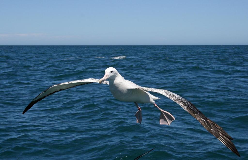 Bella Vista Motel Kaikoura - Resim 23