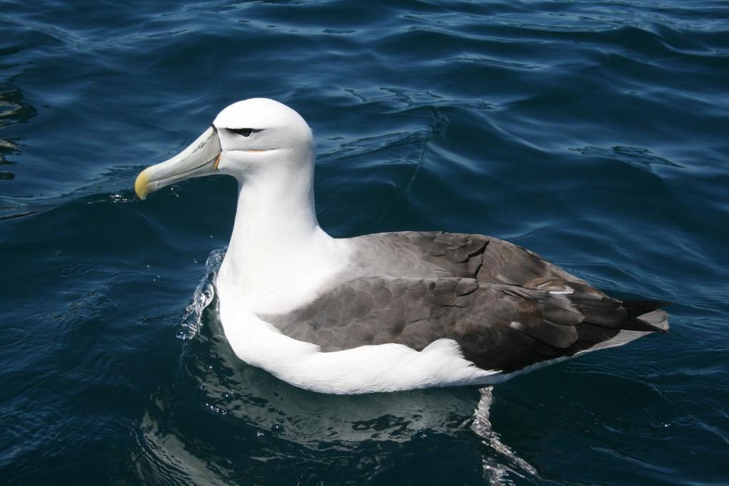 Bella Vista Motel Kaikoura - Resim 22