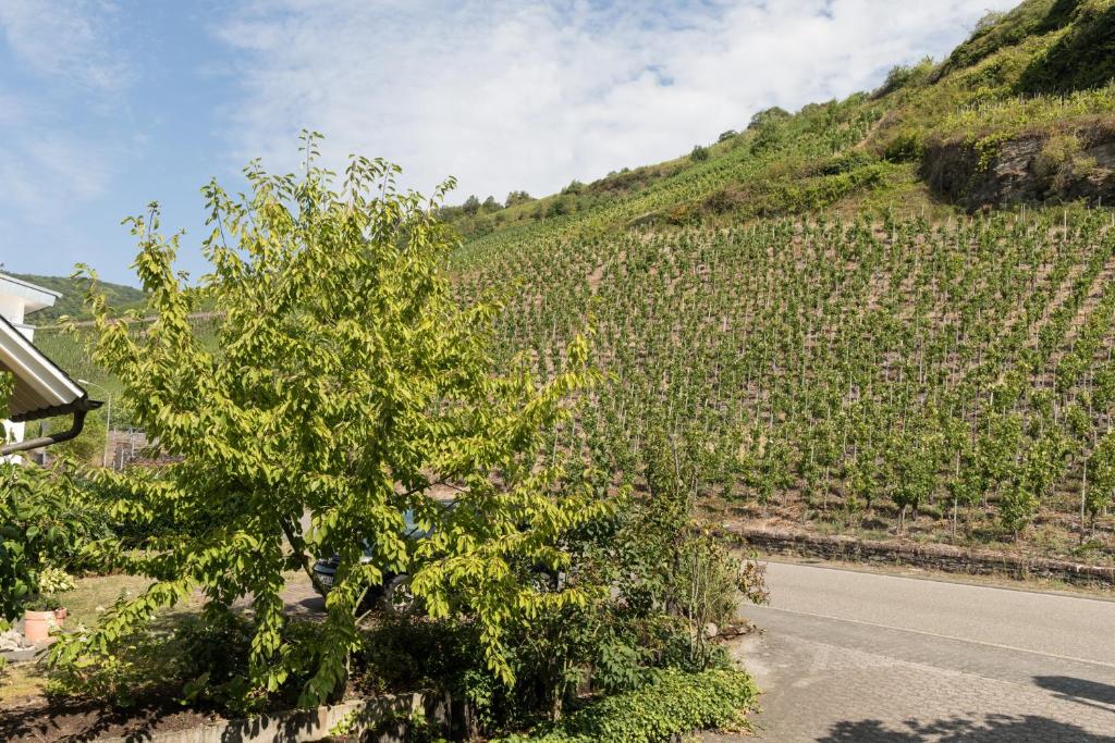 Hotel garni "Café im Hamm" - 5