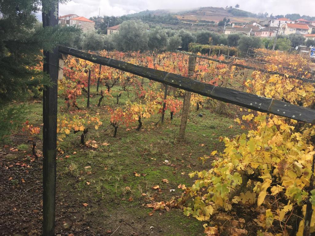 Zahrada ubytování Casa da Farmácia