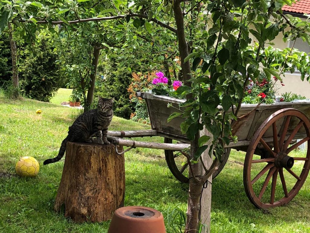 A garden outside Hotel Wilder Mann