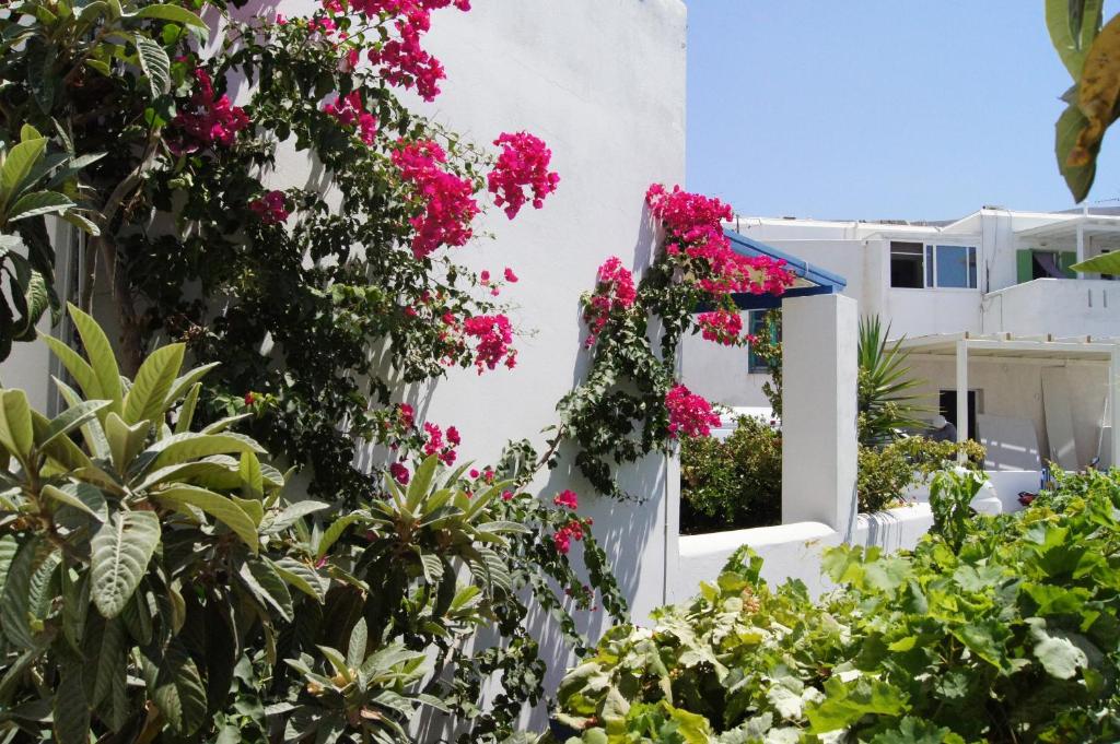 Zahrada ubytování Angeliki's Studios Paros