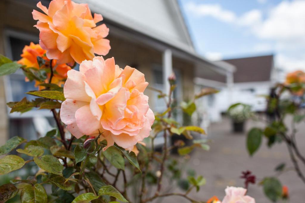 Rose Court Motel - Resim 20