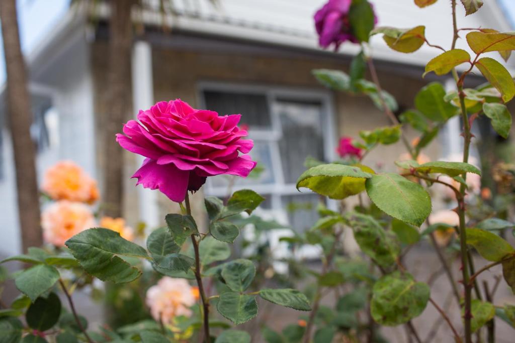 Rose Court Motel - Resim 21