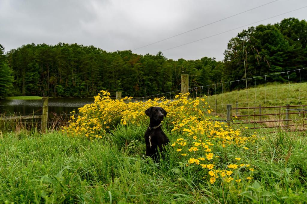 un chien noir assis dans un champ de fleurs jaunes dans l'établissement Wolf Creek Farm B&B and Motorcycle Manor at Wolf Creek Farm, LLC, à Ararat